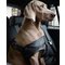 Uprząż zabezpieczająca dla psów małych - Oryginał BMW - 82200416253